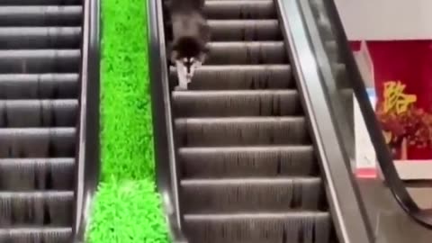 cute & funny animal