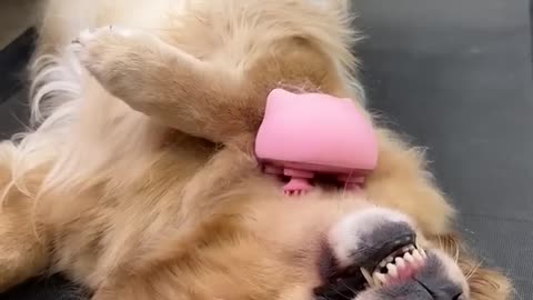 Funny Dog