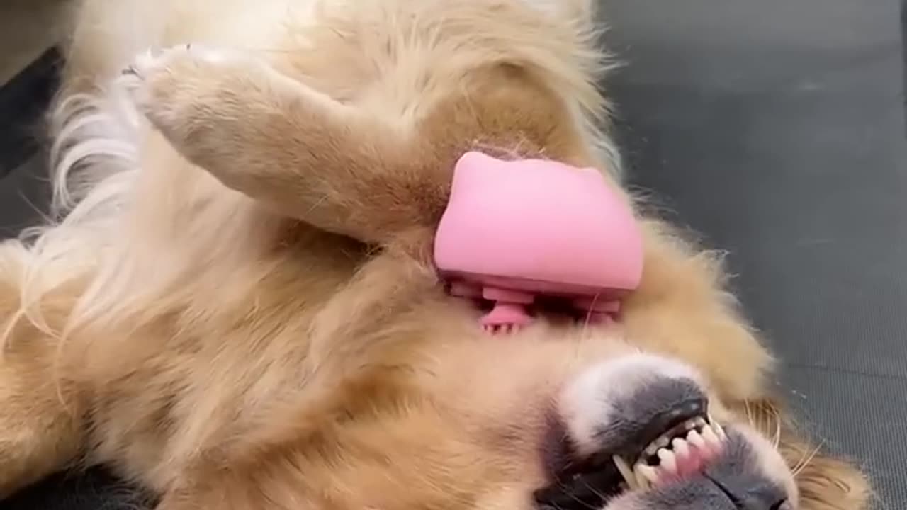 Funny Dog
