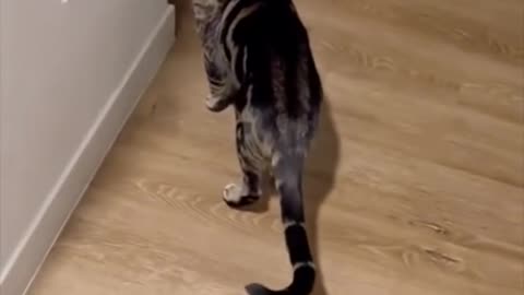 COMPILATION OF A "CAT" SPEAKING