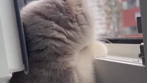 Cute and funny cat video.