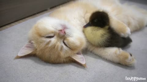 Kitten sleeps with the baby goose