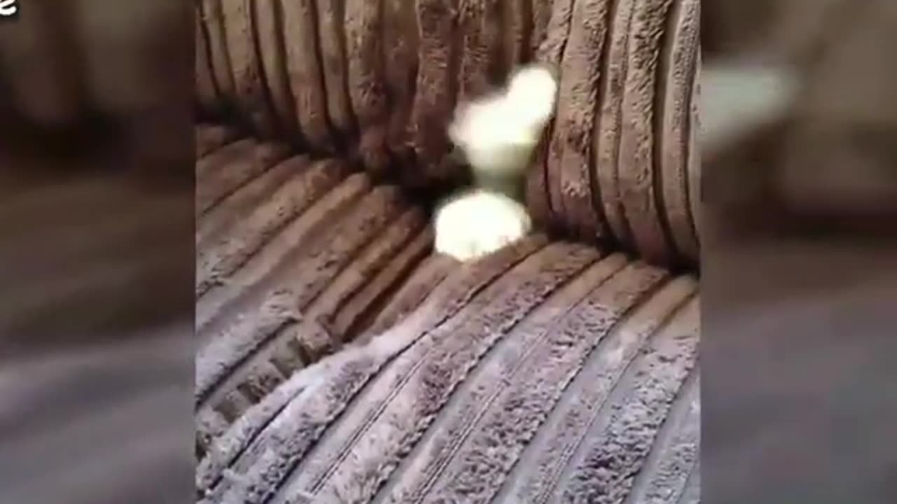 hide and seek cat