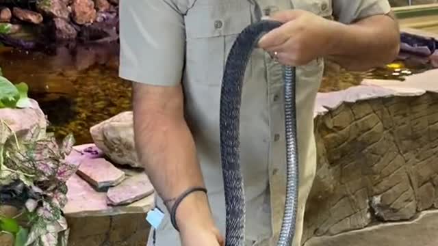 49_This is one really cool rear fanged snake and that means