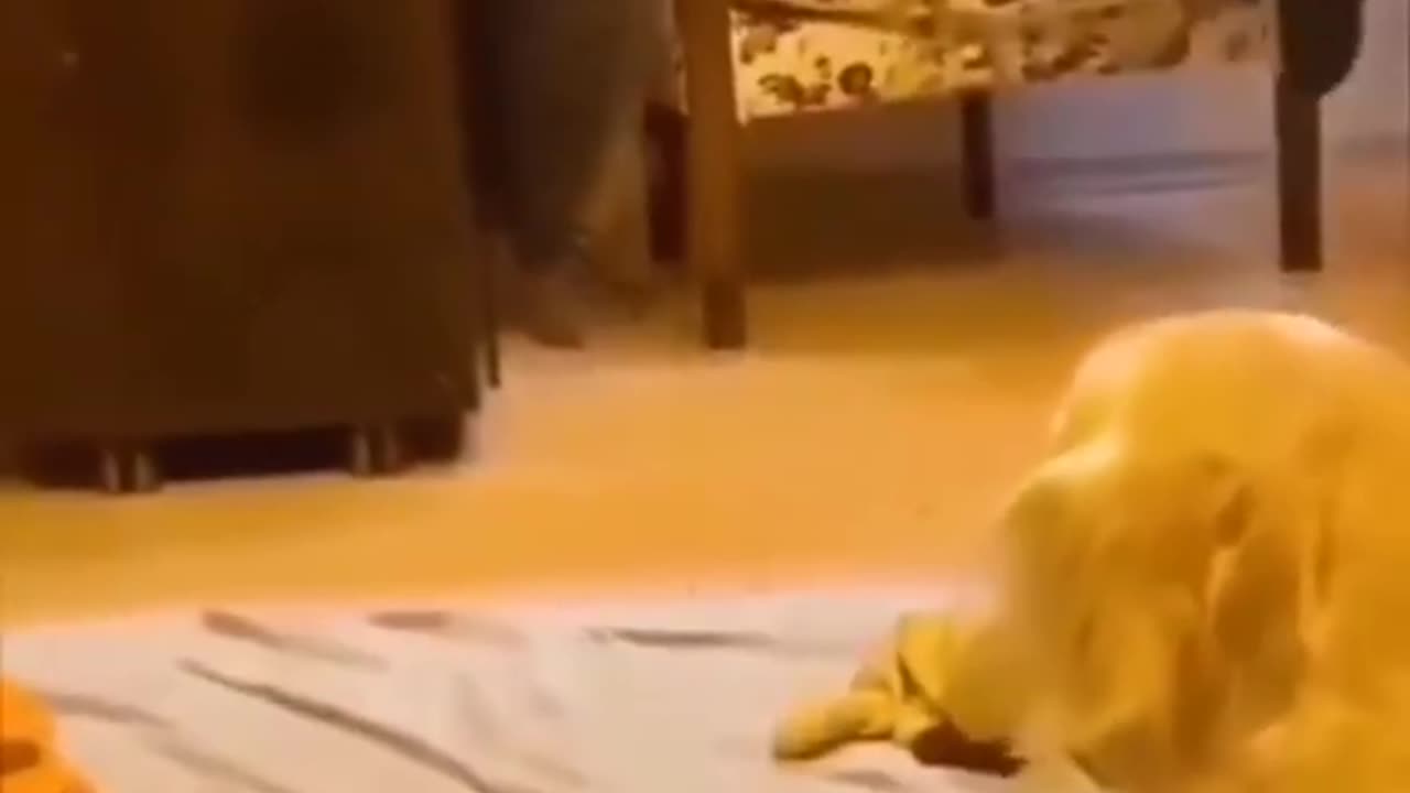 Funny cat|cute cat #cat #funny #shorts