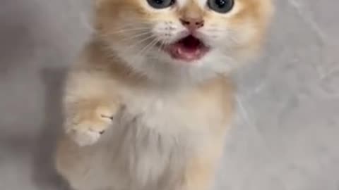 Cute baby Cat 😺 so cute and beautiful 😻