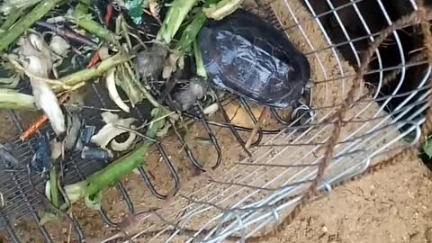 Funny Tortoise