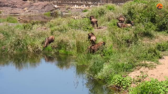 Crocodile Attack Big Antelope!! 😢