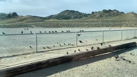 Yellow Breasted Birds