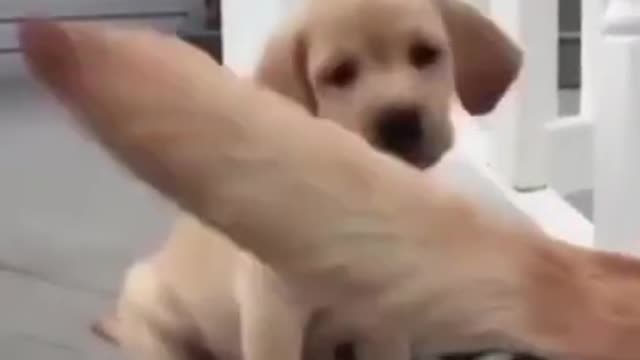 Puppy play bites with dogs tail