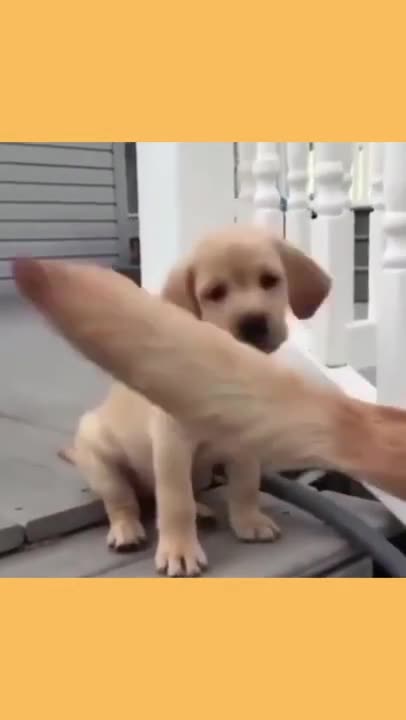 Puppy play bites with dogs tail
