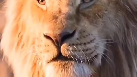 LION MOTIVATIONAL SPEECH 🦁