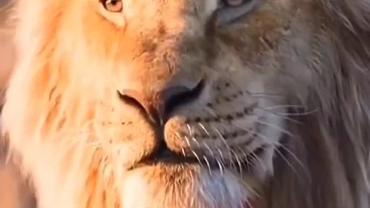 LION MOTIVATIONAL SPEECH 🦁
