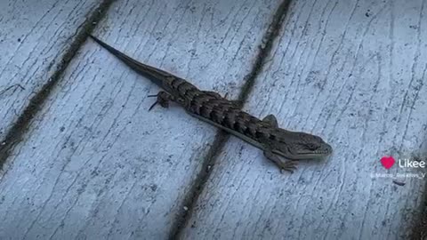 Google local guide Irvine California Woodbridge reports large lizard #reviews