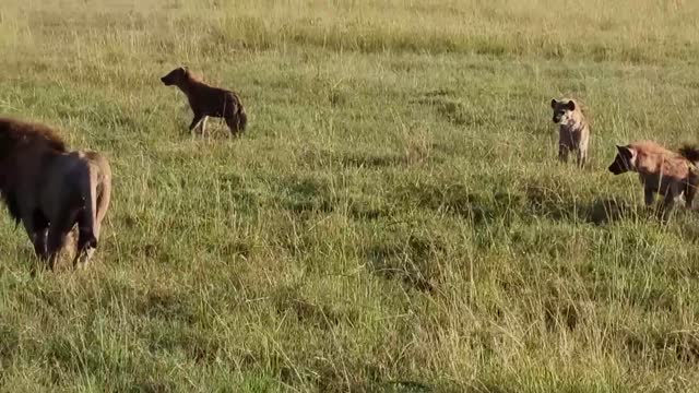 king of the beast fights 30 hyenas all at the same time