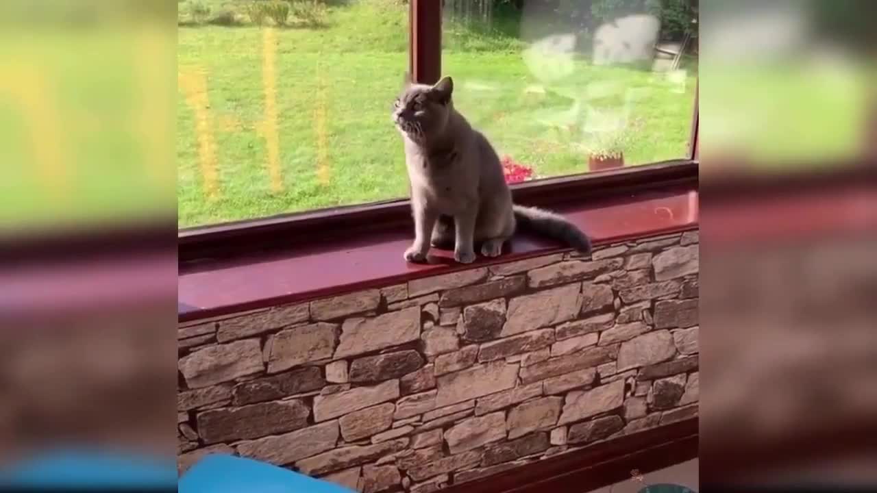 FUNNY CATS VIDEO