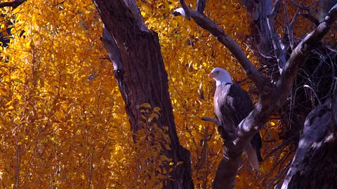 Bald Eagle Autumn Sunrise