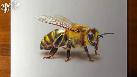 Describe The Feathers Of Honeybees.