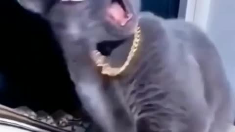 Cat singar