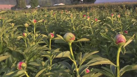 Life on a Flower Farm - Kenyon Growers