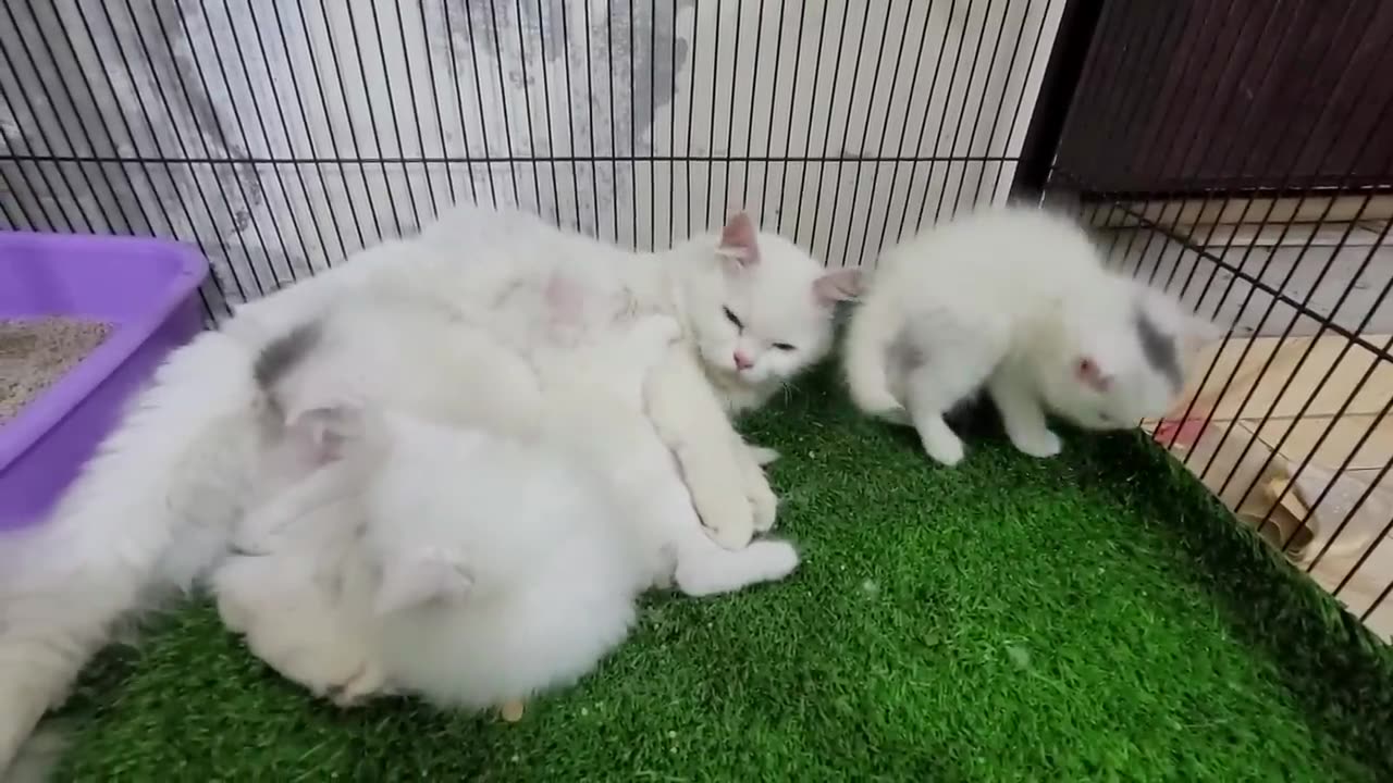 Homeless kittens crying out for mother cat 🐈