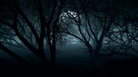 dark forest on a night with a full moon Forest Copyright Free Videos Royalty Free Stock Videos