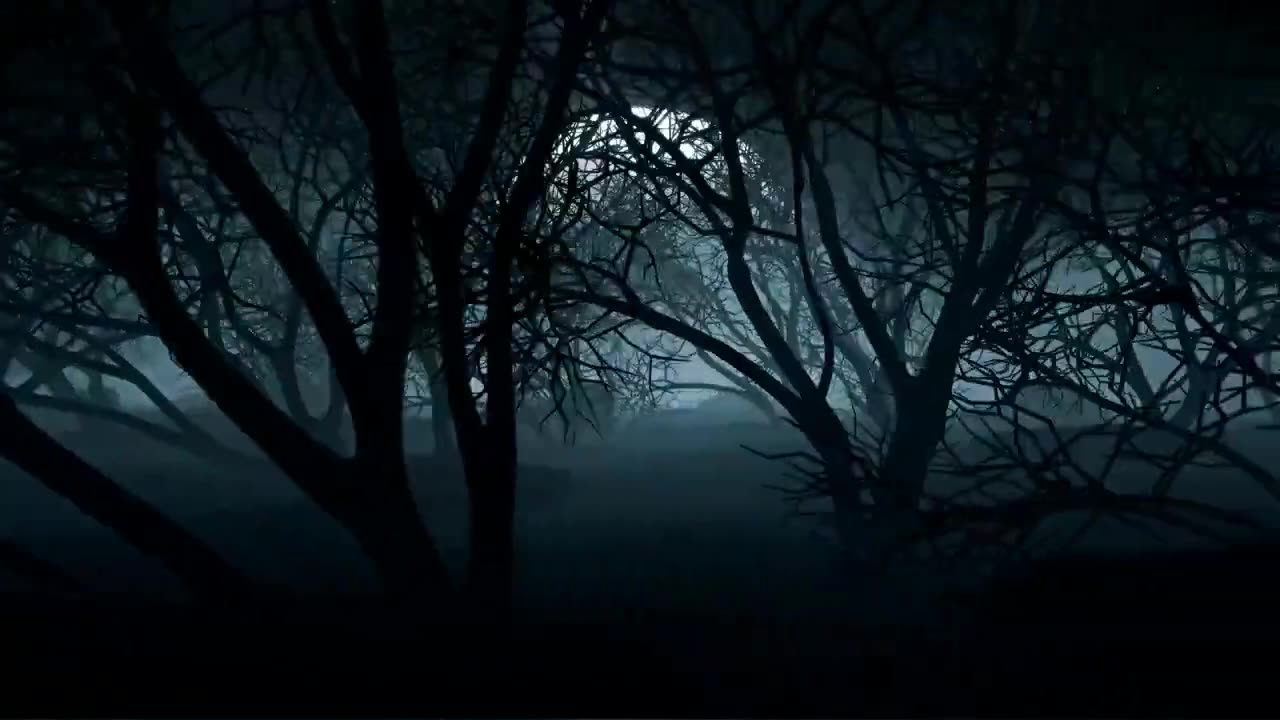 dark forest on a night with a full moon Forest Copyright Free Videos Royalty Free Stock Videos