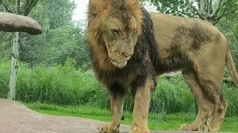 Lion with a big face