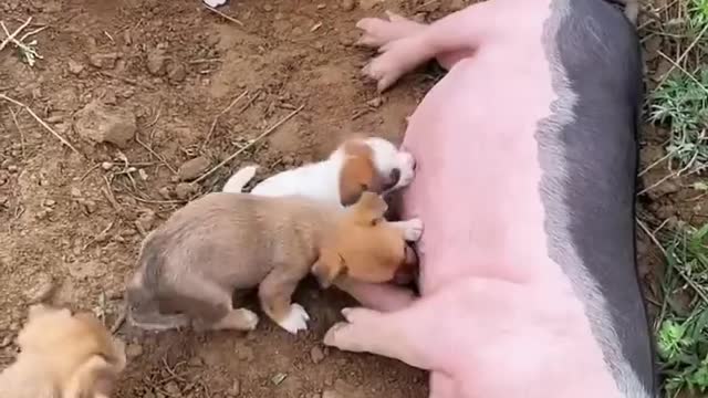 cute animal play together on ground #shorts