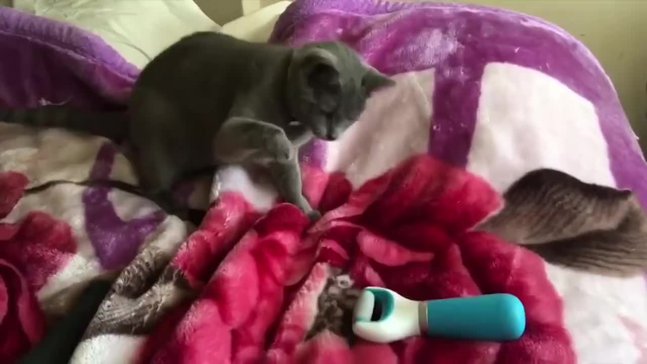Funny videos