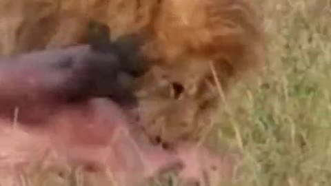 The lion killed a hippo