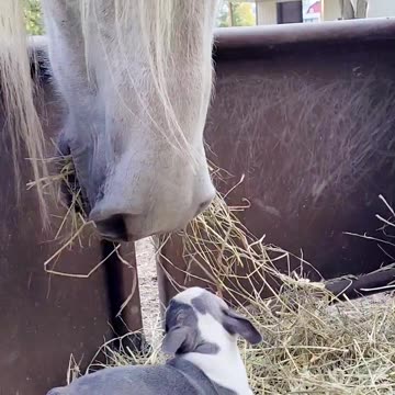 Boston Terrier puppy with Friesdale horses