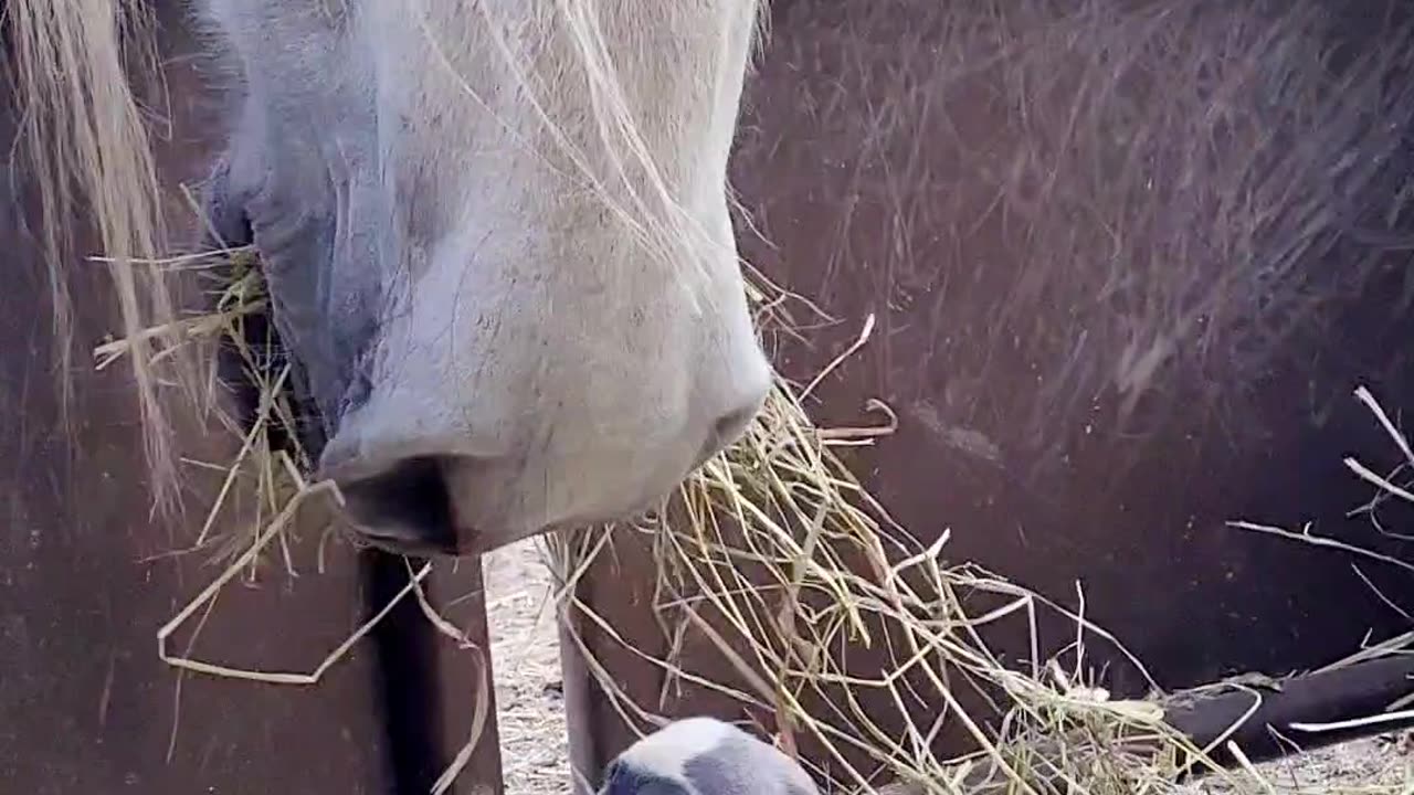 Boston Terrier puppy with Friesdale horses