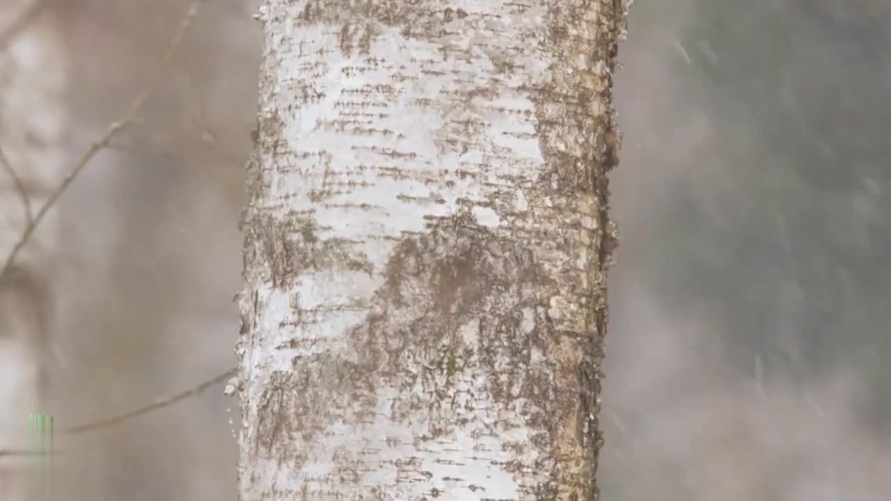 The woodpecker's claw is too firm on the tree