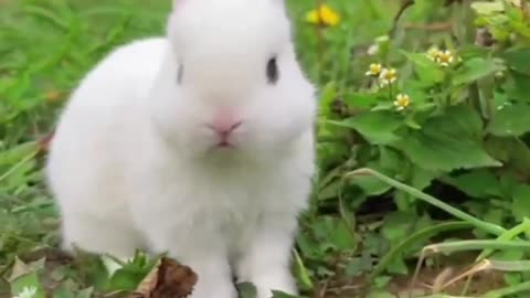 Rabbit 🐰🐇🐇🐇 would like beutiful hai