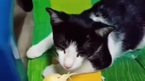 Funny cat video