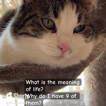 Kylo’s deep contemplations. His last question is so important! #CatContemplations #CatFunny