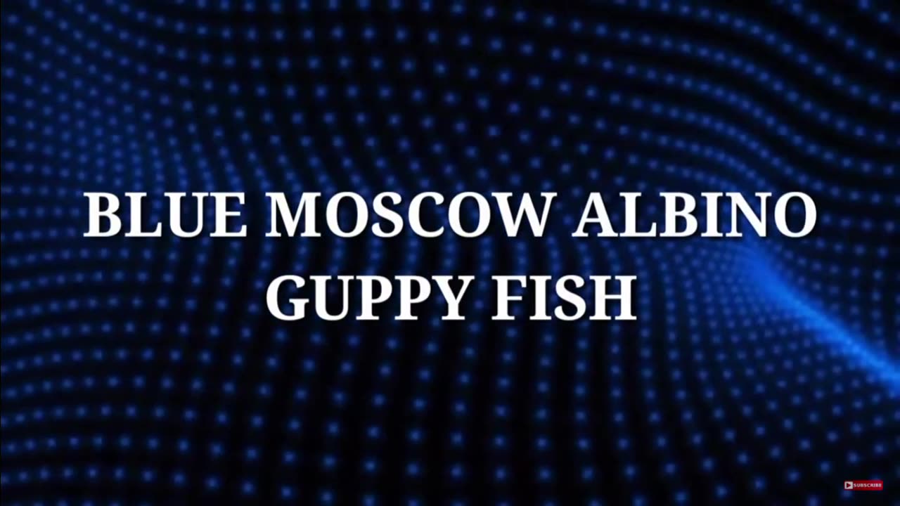 beatiful guppy fish vol 2