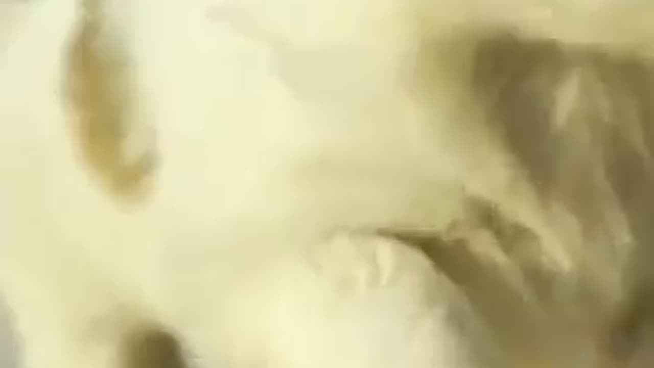 Dog funny video