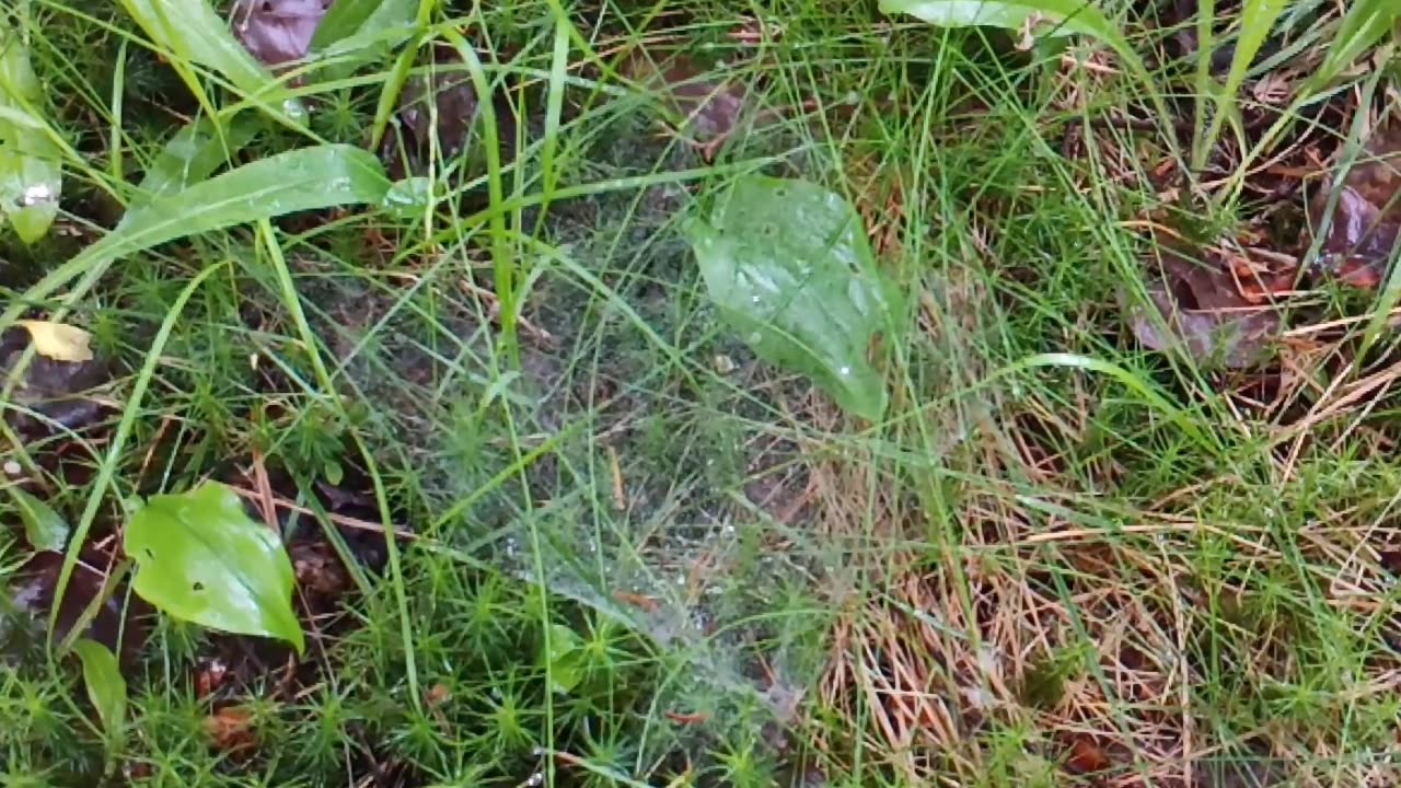 Cobweb