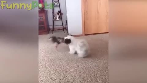 Funny animal videos