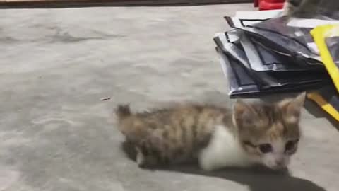 One day I’ll have my day#cat #catsoftiktok #pet #cute #fyp