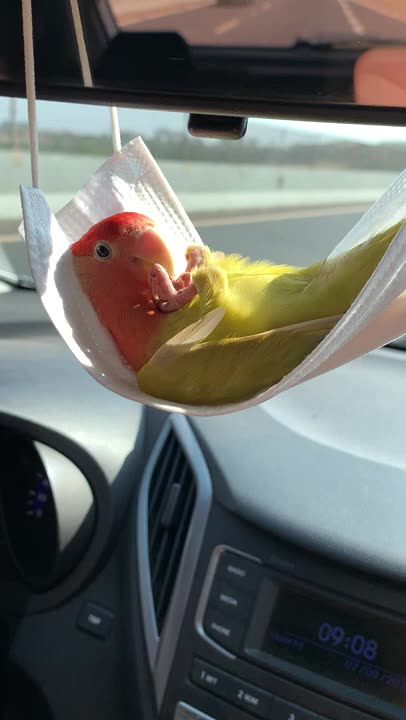 Parrot Chills Out in Face Mask Hammock 🤩😂