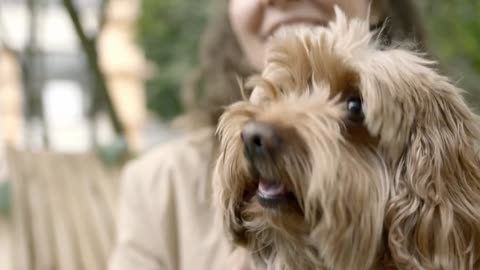 Cute Dogs New Video Compilation 2022