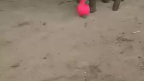 Elephant funny video 🤣🐘| # Elephant #Funny #Animal plz Subscribe