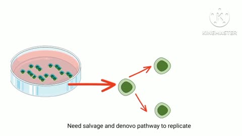 Monoclonal antibodies