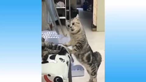 Top funny cat video | funny cat.