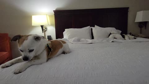 Dogs love hotel beds