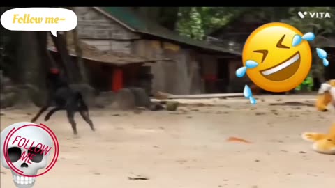 Dogs funny video