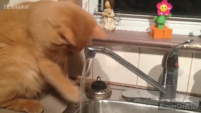 Cat having a lot of fun in the water while playing with the tap.